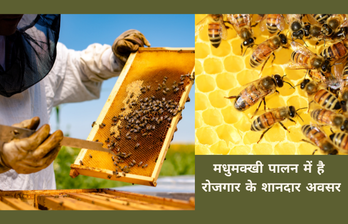 collection of honey by bee keeping attendant