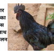 kadaknath breed of poultry